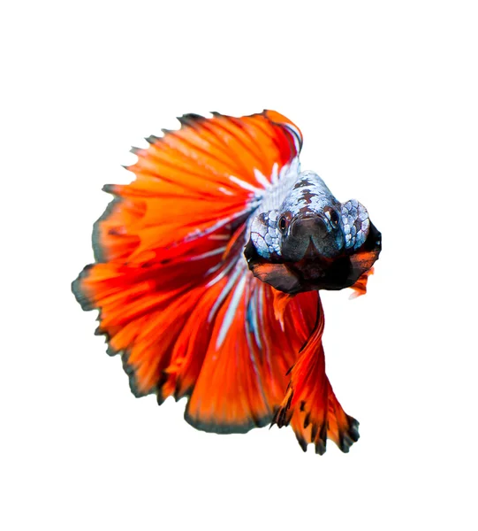 Bewegende moment van rode siamese vechten vis — Stockfoto
