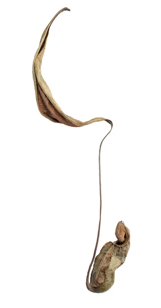 Nepenthes Ampullari sec — Photo