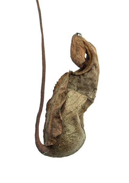 Nepenthes Ampullaria muerto — Foto de Stock