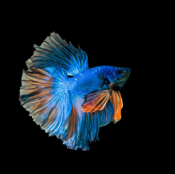 Синьо-жовта сіамська бійцівська риба — стокове фото