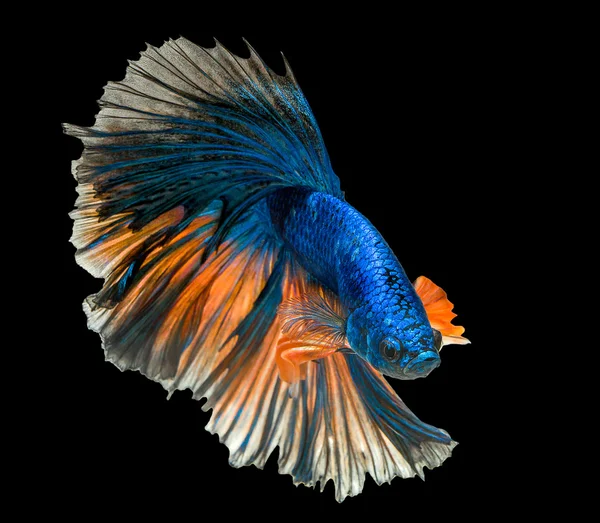 魚の戦いを移動マクロ ストック写真 C Picstyle99