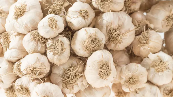 Root garlic in kitchen — Stock Photo, Image