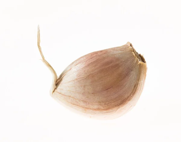 Makro einzelner Knoblauch isoliert — Stockfoto