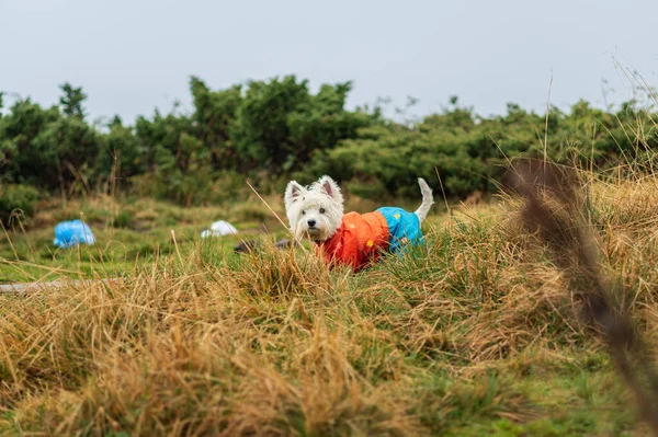 Dog West Highland White Terrier in the park. Dog in overalls.