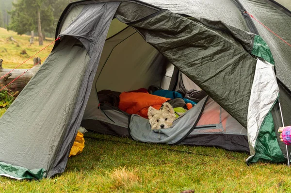 The dog is resting in a tourist tent. Walking with a dog.