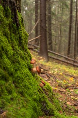 Ağaçta yetişen mantarlar. Ağaçtaki yosunlu küçük mantarlar. Dikey çerçeve.
