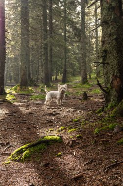 Sabah ormanda beyaz bir köpek. Güneş ışınları ve ormanda bir köpek. Dikey çerçeve.