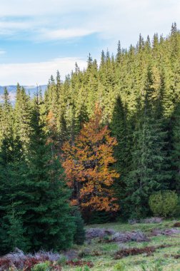 Yeşil ağaçların arasından bir sarı ağaç. Kalabalıktan uzak dur. Çok özel. Dikey çerçeve.