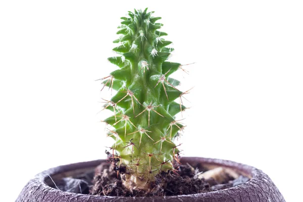 Cactus Maceta Sobre Fondo Blanco Macro Foto Cactus Aislar — Foto de Stock