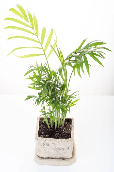 Una Variedad Palmeras Maceta Casera Con Una Palmera — Foto de Stock