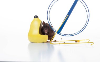 Yem atan ile koşu tekerleği arasındaki hamster. Hamster bir cep arkasından dışarı bakar. İzole et.