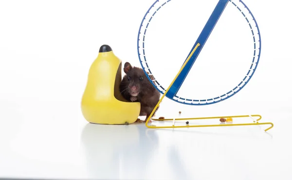 Tussen Feeder Het Loopwiel Hamster Kijkt Uit Van Achter Een — Stockfoto