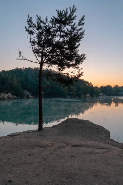 Gölün Kenarındaki Yalnız Kozalaklı Ağaç Kozalaklı Ağaç Birse Gölü Dikey — Stok fotoğraf