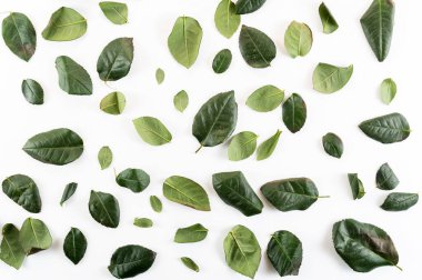 Yeşil yaprakların arka planı. Yaprakları ayır. Üst.