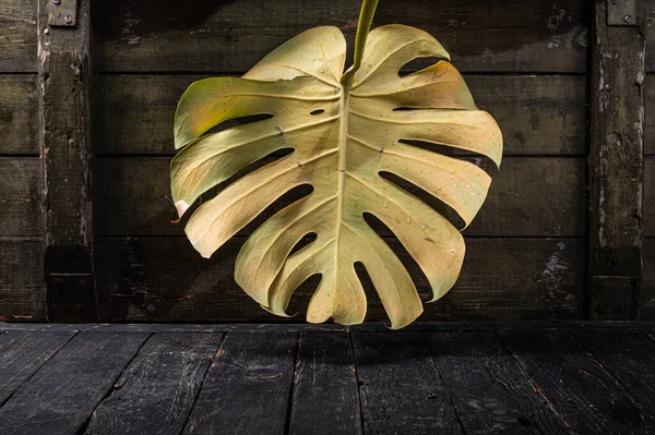 Round leaf of a palm tree. Plant texture. Yellow leaf. Palm tree leaf background. Yellow plant. — Fotografia de Stock