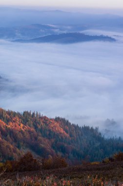 Ormanın üzerindeki bulutlar. Bulutların üstünde bir manzara. Dikey çerçeve. Dikey çekim.
