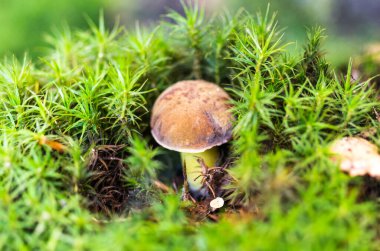 Yosun içinde gerçek bir beyaz mantar. Yosun altında mantar.