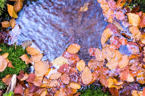 Осенняя Листва Воде Желтые Листья Озере Реке — стоковое фото