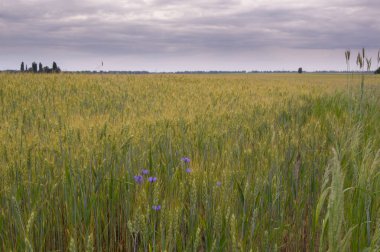 Olgunlaşmamış buğday tarlası. Buğday hasadı. Buğdaylı bir tarla. Tarlada yeşil buğday. Tarlanın üzerindeki bulutlu gökyüzü.