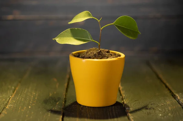 Grüne Pflanze in einem gelben Blumentopf. Kleiner wachsender Baum. Ein Baum in einem Blumentopf. — Stockfoto