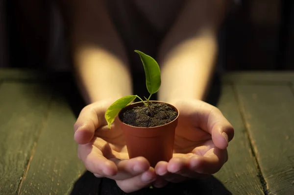 Una maceta pequeña con una planta. Maceta en las manos. Sostén una maceta con una planta en tus manos. — Foto de Stock
