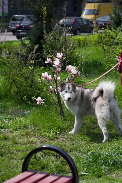 Dog Sniffs Flowers Park Dog Flowers Dog Magnolia Husky Leash — Stock Photo, Image