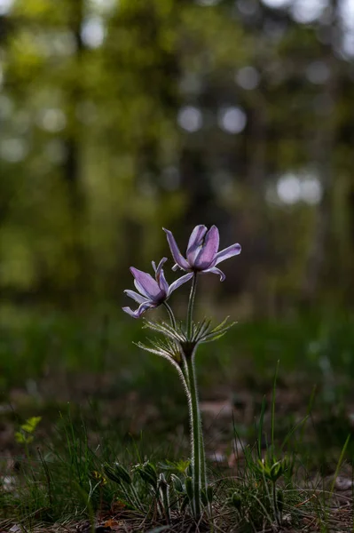 Fialový květ v lese. Nádherná purpurová květina. Průhledné okvětní lístky. — Stock fotografie