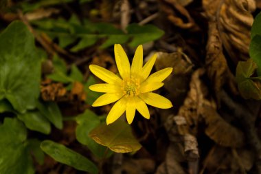 Doğanın gizli kiler. Kır çiçeği. Kır çiçeği. Çimen çiçek.