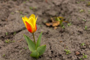 Yalnız lale flowerbed içinde. Sarı-kırmızı lale.