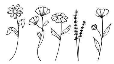 Botanik Çiçekleri ve Lavanta Çizgisi Sanat Koleksiyonu. Vektör İllüstrasyonu