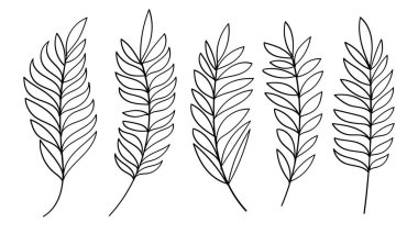 Palm Leaves Hand Çizgili Sanat Koleksiyonu Klasik Botanik Elementleri. Vektör Ayarları