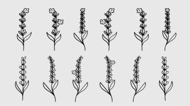 Lavanta Çiçeği Çizgili El Botanik Koleksiyonu. Vektör İllüstrasyonu
