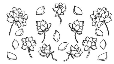 El yapımı nilüfer tohumu ve çiçek yaprakları botanik seti. Vektör İllüstrasyonu