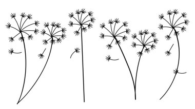 Karahindiba Çiçekleri Botanik El Çekimi Koleksiyonu. Vektör İllüstrasyonu