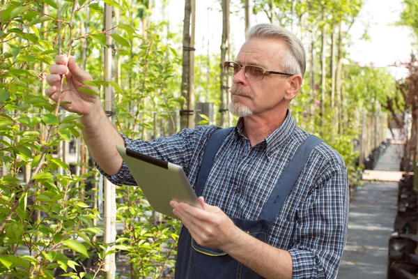 Gärtner mit Bart und Brille inspiziert den Ast eines jungen Baumes — Stockfoto
