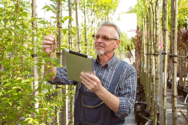 Joyeux jardinier avec une barbe portant des lunettes examine une jeune branche d'un arbre, tenant une tablette pc — Photo