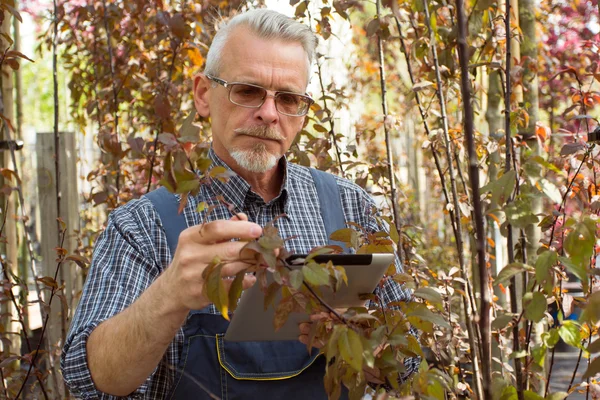 Jardinier avec une barbe portant des lunettes examine une jeune branche d'un arbre, tenant une tablette pc — Photo