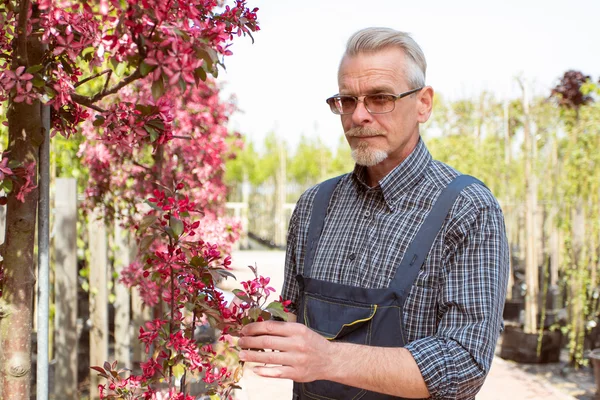 Gärtner mit Bart und Brille begutachtet blühenden Ast eines jungen Baumes — Stockfoto