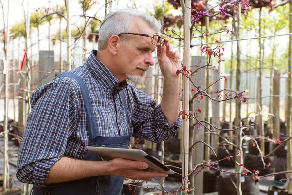 Jardinier en salopette dans un centre de jardin fixe la branche avec tablette pc — Photo