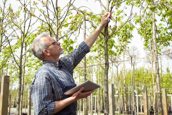 Jardinier avec tablette pc dans le centre de jardin inspecte les branches des arbres — Photo