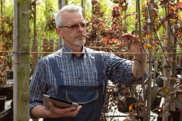 Mann blickt auf Ast und hält Tablet in Gartencenter — Stockfoto
