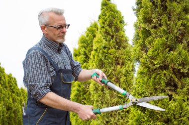 Bahçıvan tulum içinde bahçedeki ağaçları keser