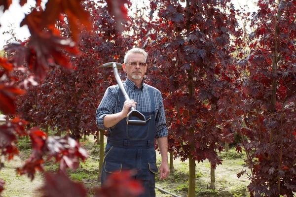 Travailler avec une barbe et des lunettes avec une pelle debout sur un fond d'arbres rouges — Photo