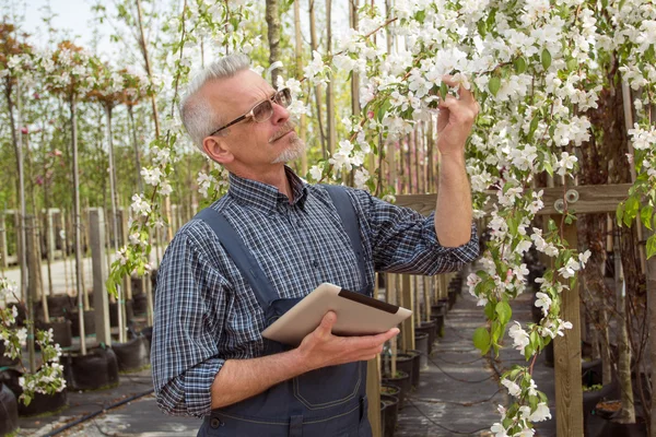 Gärtner in Overalls und Tablet untersucht blühende Bäume und Sträucher im Garten — Stockfoto