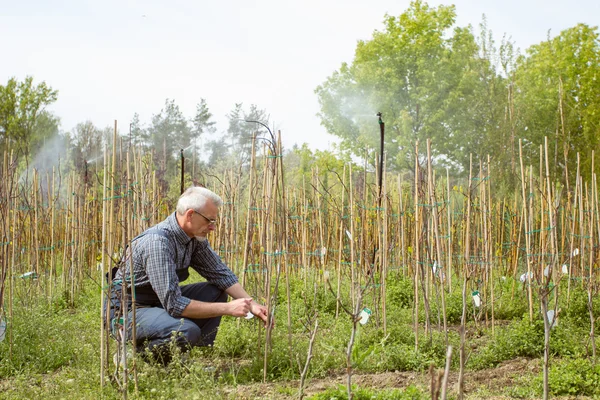 Садовник с бородой в костюме исследует растение — стоковое фото