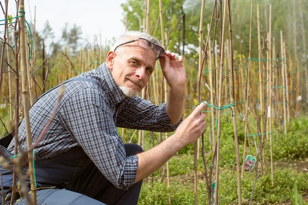 Ein Gärtner in Overalls inspiziert die Anlage, Glück gehabt — Stockfoto