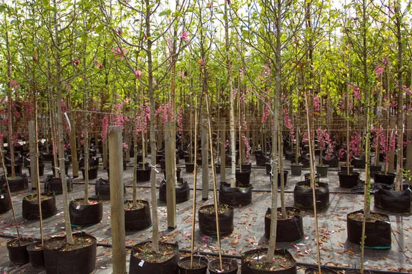 Jungpflanzen im Gartencenter — Stockfoto