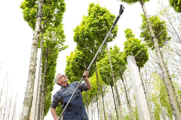 Un jardinier en salopette avec de longs ciseaux coupe les grands arbres — Photo