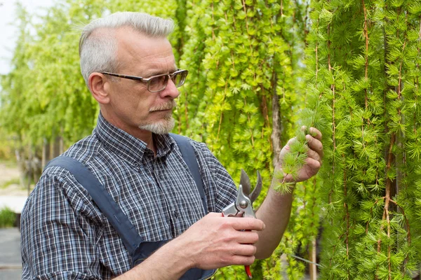 Gärtner mit Brille, Overalls schneidet Äste — Stockfoto