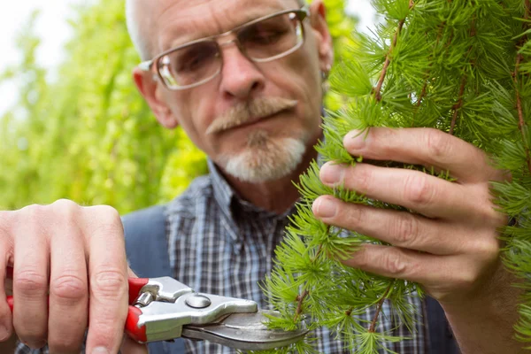 A gardener in overalls cuts the tips of branches, close-up — Stock Photo, Image